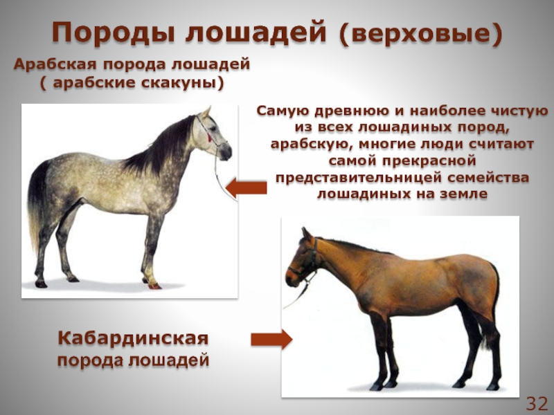 Реферат: Упряжные тяжеловозные породы лошадей