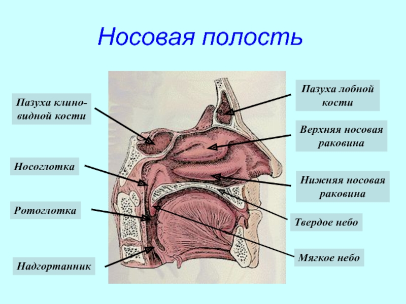 Полость носа особенности строения. Дыхательная система человека анатомия полость носа. Строение носовых носовые полости. Носовая полость строение анатомия. Строение носа и носовой полости.