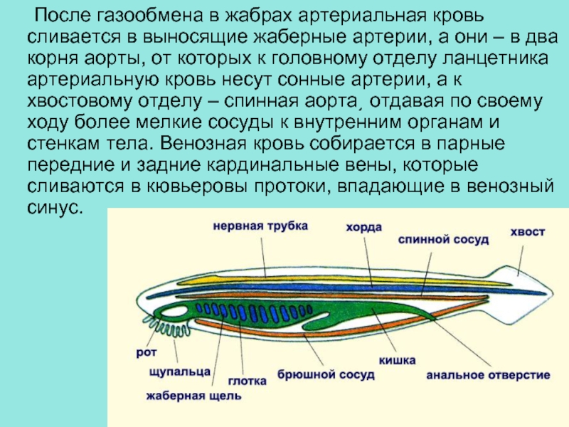 Схема строения ланцетника биология 7 класс