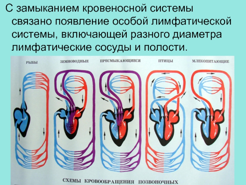 Эволюция общего плана строения кровеносной системы хордовых