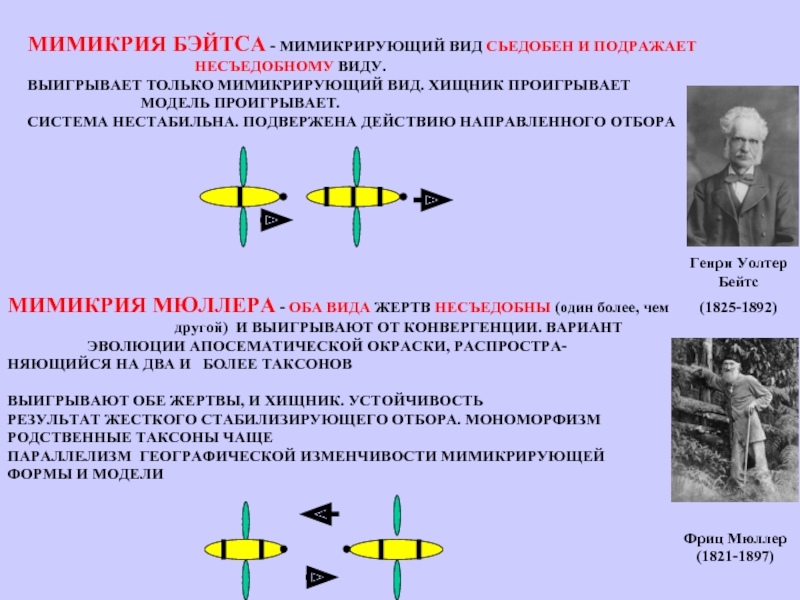 Мимикрия мюллера. Мимикрия бейтса. Мюллеровская Мимикрия. Мимикрия Мюллера примеры. Апосематическая окраска.