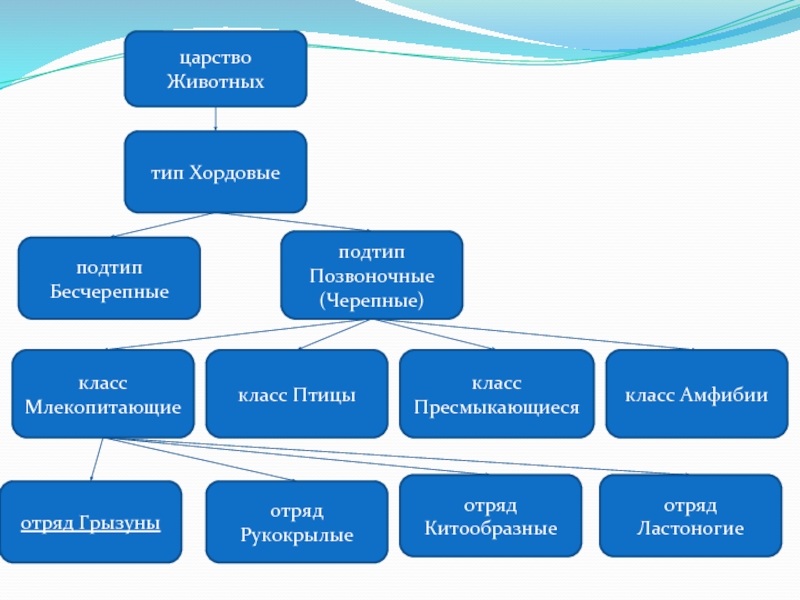 Диаграмма царство животных