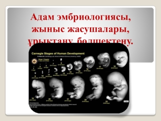 Адам эмбриологиясы, жыныс жасушалары, ұрықтану, бөлшектену