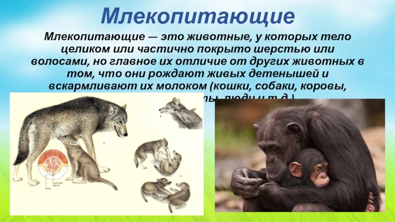 Различия классов позвоночных животных. Млекопитающие это. Позвоночные млекопитающие. Отличия млекопитающих. Звери это животные тело которых покрыто шерстью.
