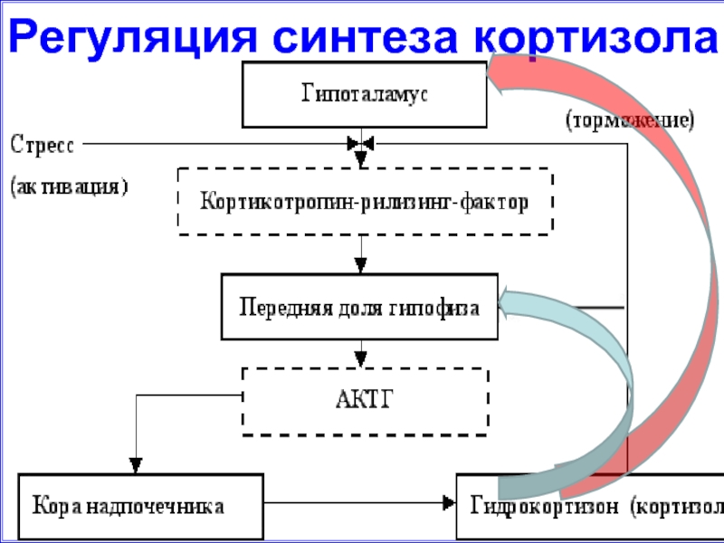 Схема регуляции синтеза и секреции кортизола