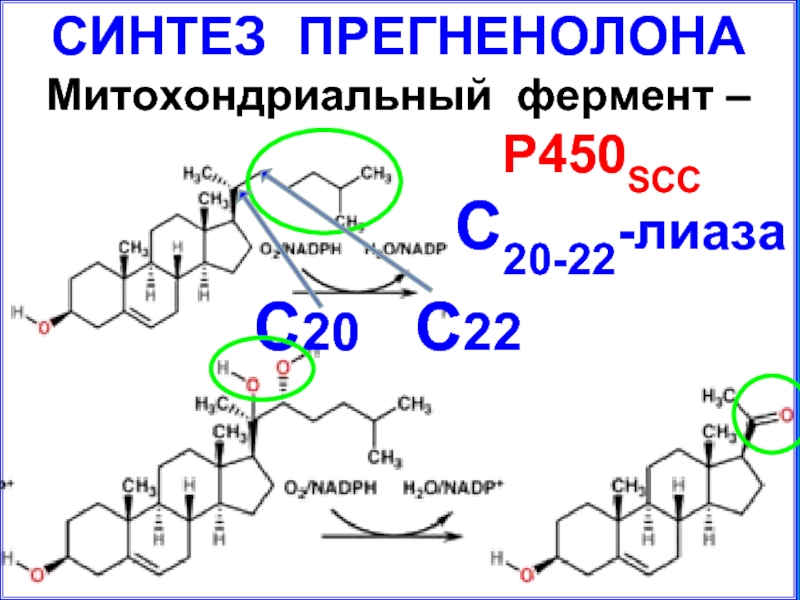 Синтез ферментов