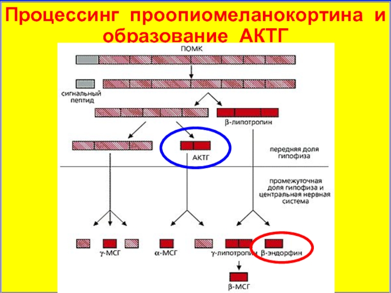 Дефекты процессинга и презентации опухолевых аг характеристика