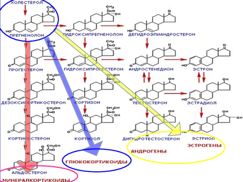 Синтез стероидных гормонов схема