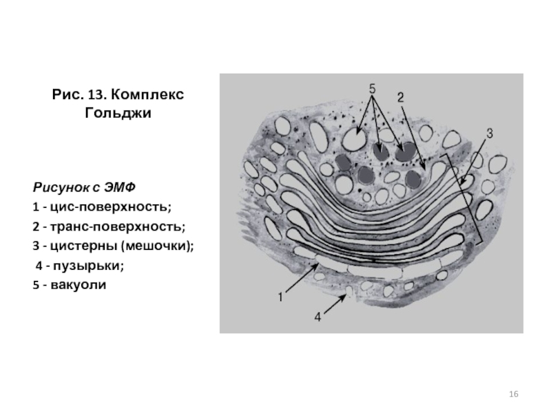 Рисунок гольджи. Комплекс аппарат Гольджи строение. Цис полюс аппарата Гольджи. Мембранная цистерна комплекса Гольджи.