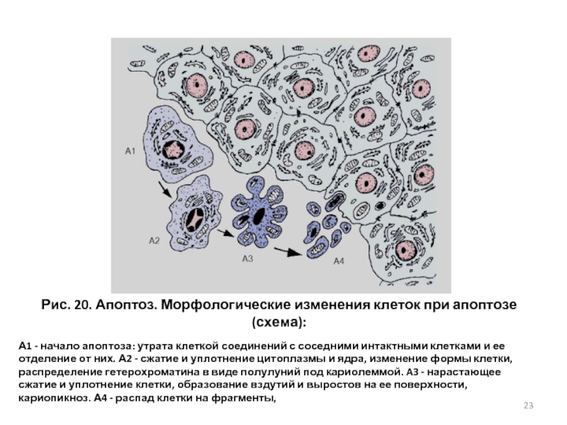 Морфологические изменения клеток. Апоптоз клетки микроскоп. Сжатие клетки при апоптозе. Апоптоз клетки схема. Схема морфологических проявлений апоптоза.