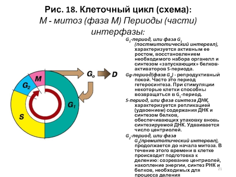 Клеточный цикл рисунок егэ