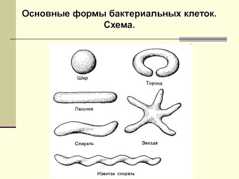 Схема формы бактерий