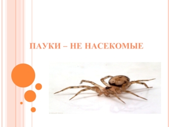 Пауки – не насекомые