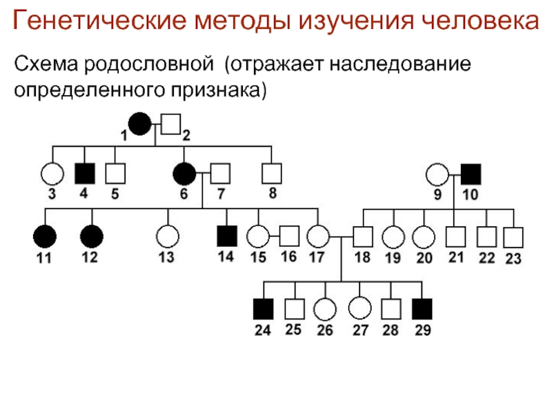 Проект изучение наследования признаков леворукости в семье