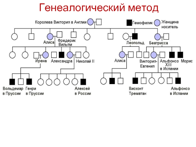 Генеалогическое древо по генетике образец