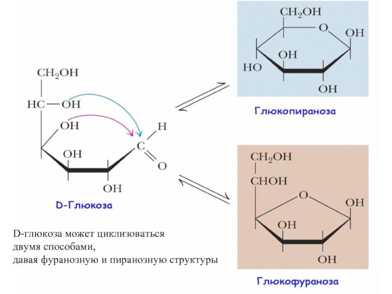 D-глюкоза может циклизоваться двумя способами,давая фуранозную и пиранозную структуры