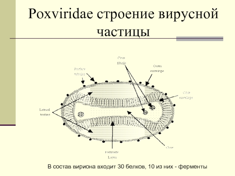 Поксвирусы микробиология презентация