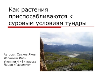 Как растения приспосабливаются к суровым условиям тундры