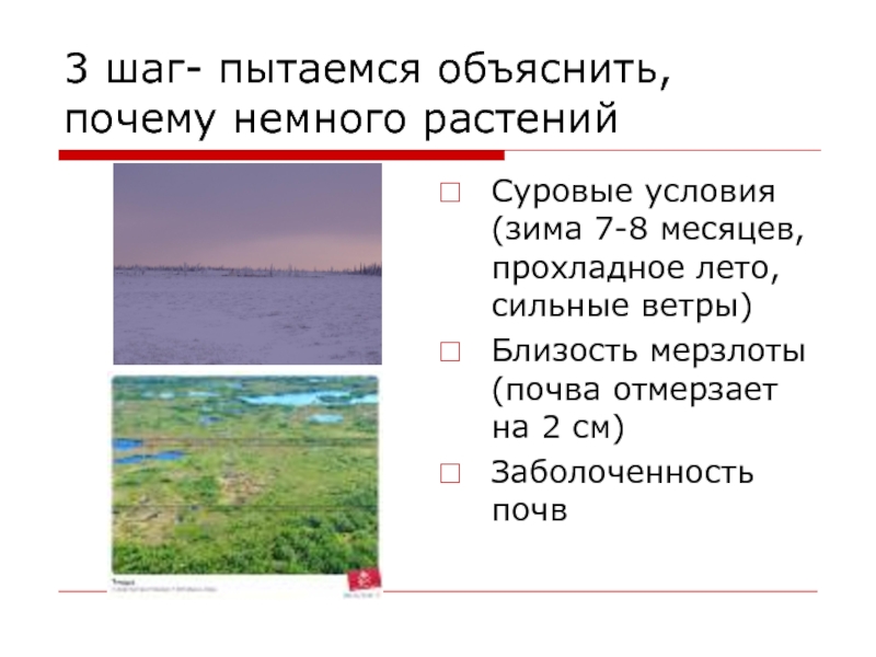 Почему слегка. Почему в тундре прохладное лето. Какие растения и как приспособились к суровым условиям тундры. В тундре длинная суровая зима и короткое прохладное лето. Почему в тундре высокая заболоченность.