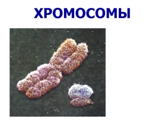 Хромосомы. Строение хромосомы