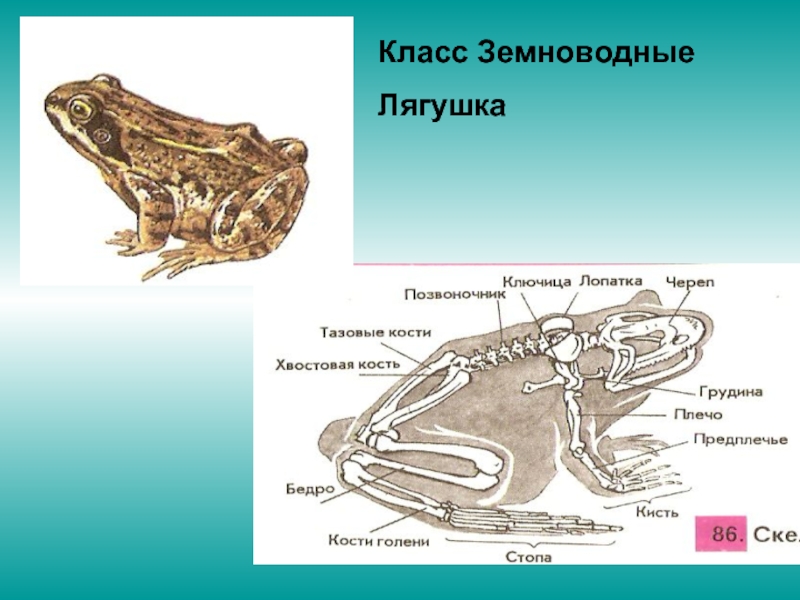 Выберите животное класса земноводные