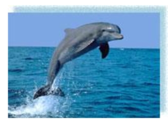 Дельфины - одни из самых загадочных животных на нашей планете. Интеллект этих морских жителей считают настолько высоким, что их называют людьми моря.