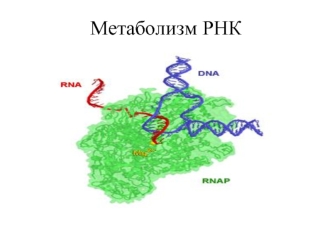 Метаболизм РНК