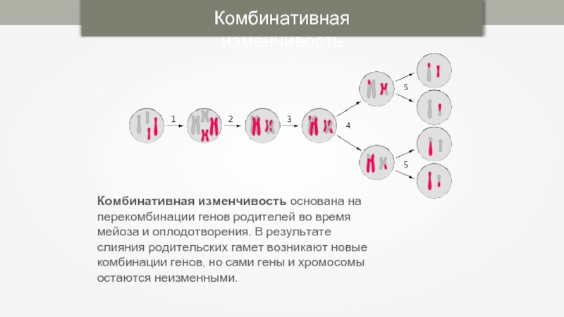 Схема распределения аллельных генов в процессах мейоза и оплодотворения