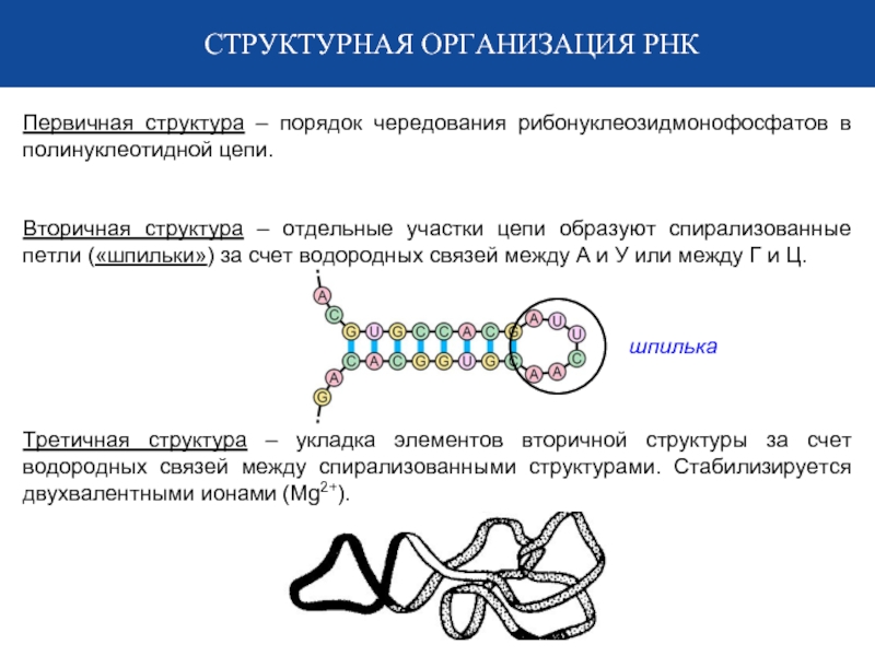 Вторичная рнк. Первичная, вторичная, третичная структура РНК. Типы РНК:. Вторичная и третичная структура РНК. Структуры РНК первичная вторичная и третичная. Первичная вторичная и третичная структура ДНК И РНК.