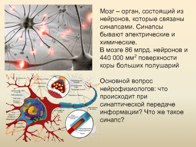 Мозг человека состоит из нейронов. Миллиарды нейронов. Кот и Нейроны.