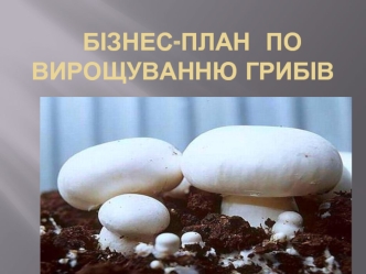 Бізнес-план по вирощуванню грибів