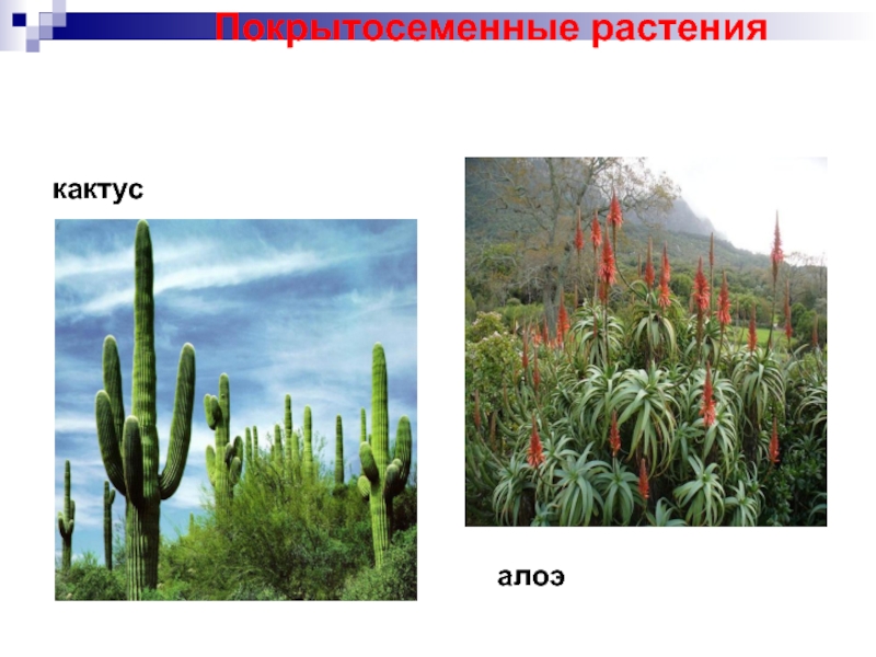 кактус алоэ Покрытосеменные растения