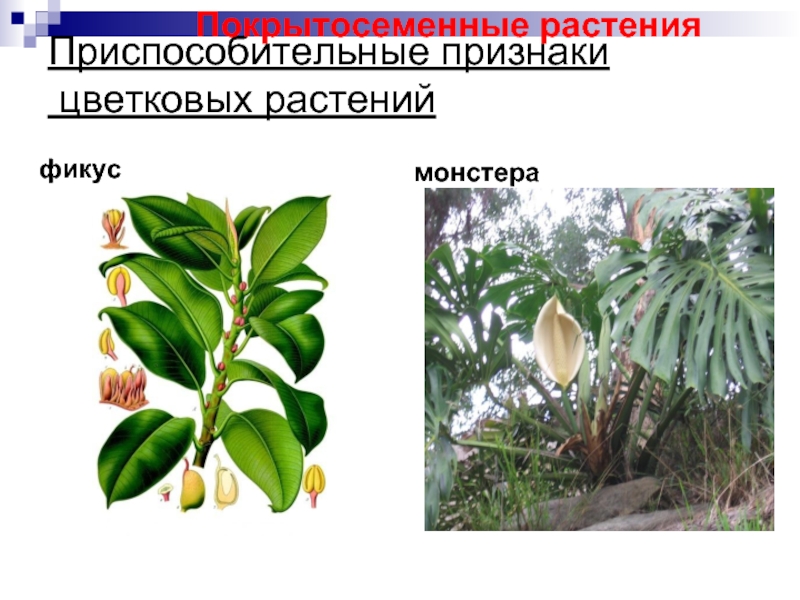 Приспособительные признаки  цветковых растений фикус монстера Покрытосеменные растения