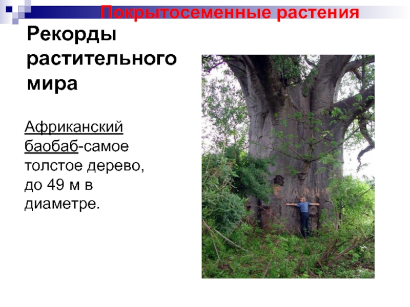 Рекорды растительного мира Африканский баобаб-самое толстое дерево, до 49 м в диаметре. Покрытосеменные растения