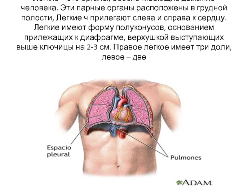 Парный орган грудной полости