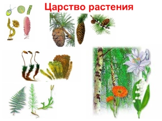Царство растений. Многообразие растений