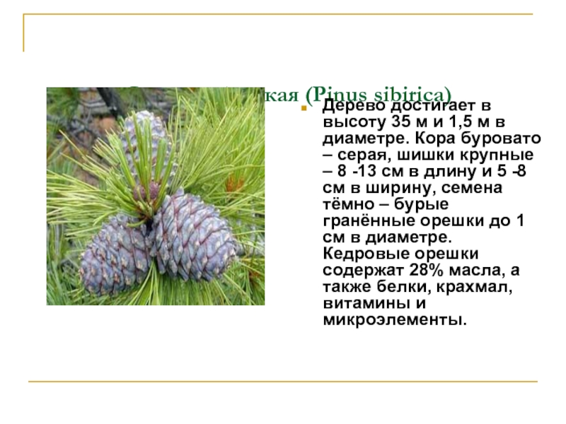 Описание сосны. Сосна Кедровая голосемянная. Сосна Кедровая Сибирская класс. Сосна обыкновенная и сосна Сибирская Кедровая таблица. Сосна Кедровая систематика.