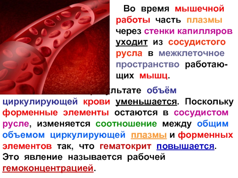 Химическое соединение крови. Объем сосудистого русла и объем циркулирующей крови. Плазма капиллярной крови. Эритроциты могут выходить в межклеточное пространство.