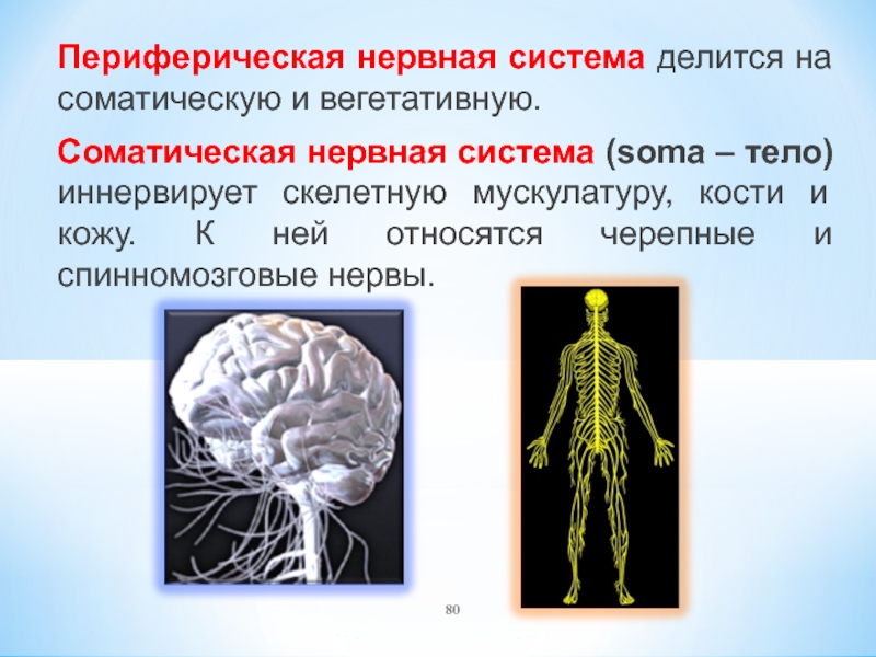 Нервная система делится на центральную и. Нервная периферическая вегетативная система делится на. Периферический отдел нервной системы соматическая и вегетативная. Соматическая нервная система. Соматическая нервная систе.