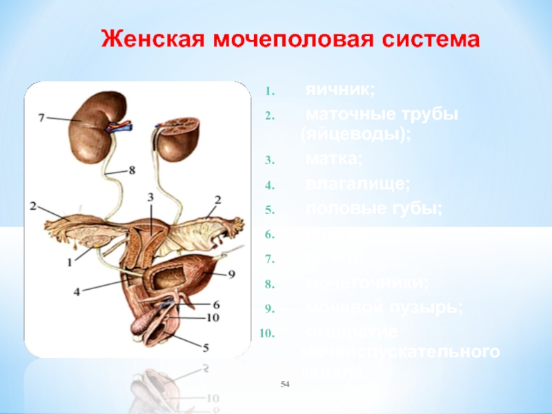Половые органы мочевой системы. Схема органов мочеполовой системы женской. Анатомия мочеполовой системы женщины. Строение мочеполовой системы у женщин схема. Женская половая система мочевая.