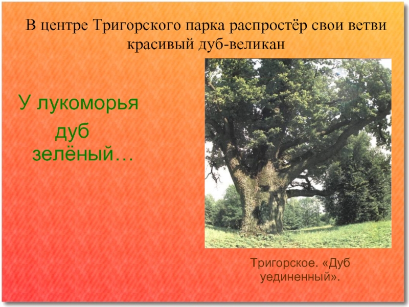 В центре Тригорского парка распростёр свои ветви красивый дуб-великан У лукоморья		дуб зелёный…Тригорское. «Дуб уединенный».