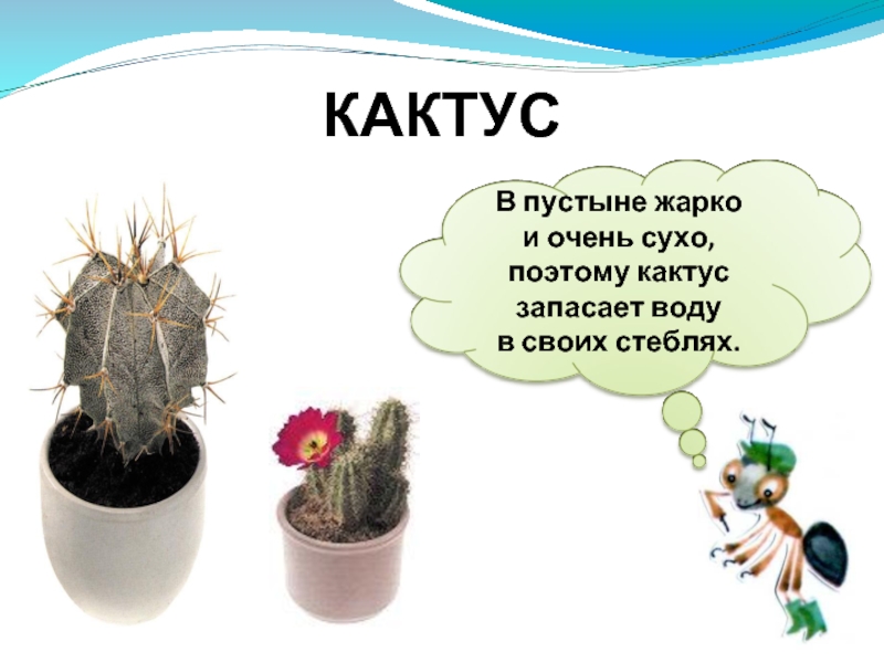 Кактусы презентация для детей