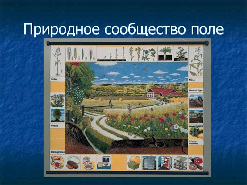 Поле природное сообщество 3 класс презентация