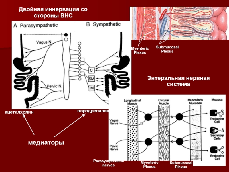 Иннервация ЖКТ со стороны ВНС.