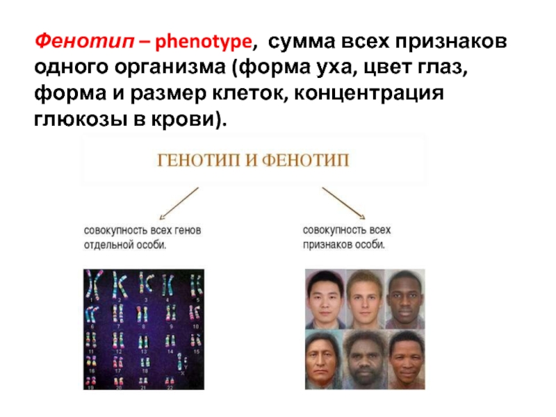 Фенотипические признаки. Фенотип примеры. Фенотип человека. Фенотипичные признаки. Фенотипические признаки человека.