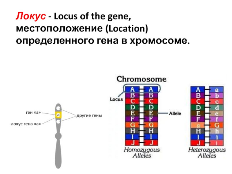 Местоположение гена в хромосоме. Локус. Локусы хромосом. Местоположение Гена в хромосоме (Локус):. Местоположение определённого Гена.