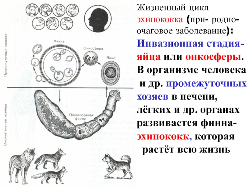 Ленточные жизненный цикл. Инвазионная стадия эхинококка для человека. Эхинококк альвеококк Финна. Стадии жизненного цикла эхинококка. Циклы развития паразитических червей эхинококк.