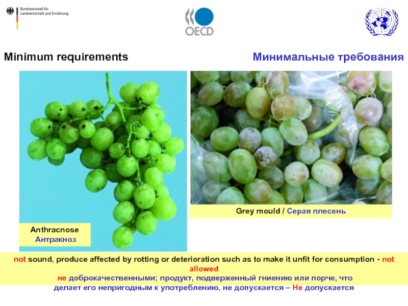 Produce effect. ЕЭК ООН FFV виноград.