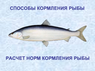 Способы кормления рыбы