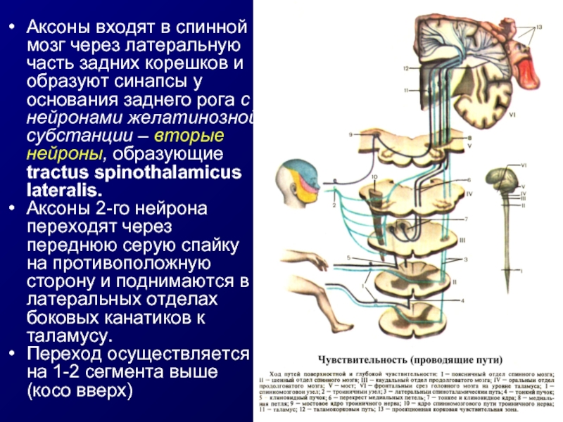 Входят в состав задних корешков спинного мозга. Передний корешок спинного мозга образован аксонами нейронов. Нейроны желатинозной субстанции. Аксоны передних Корешков спинного мозга. Желатинозной субстанции спинного мозга.